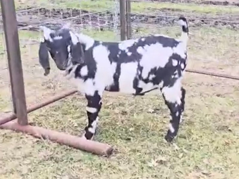 Big News! Coming soon, Dungeon Crawler Carl&nbsp;❤️